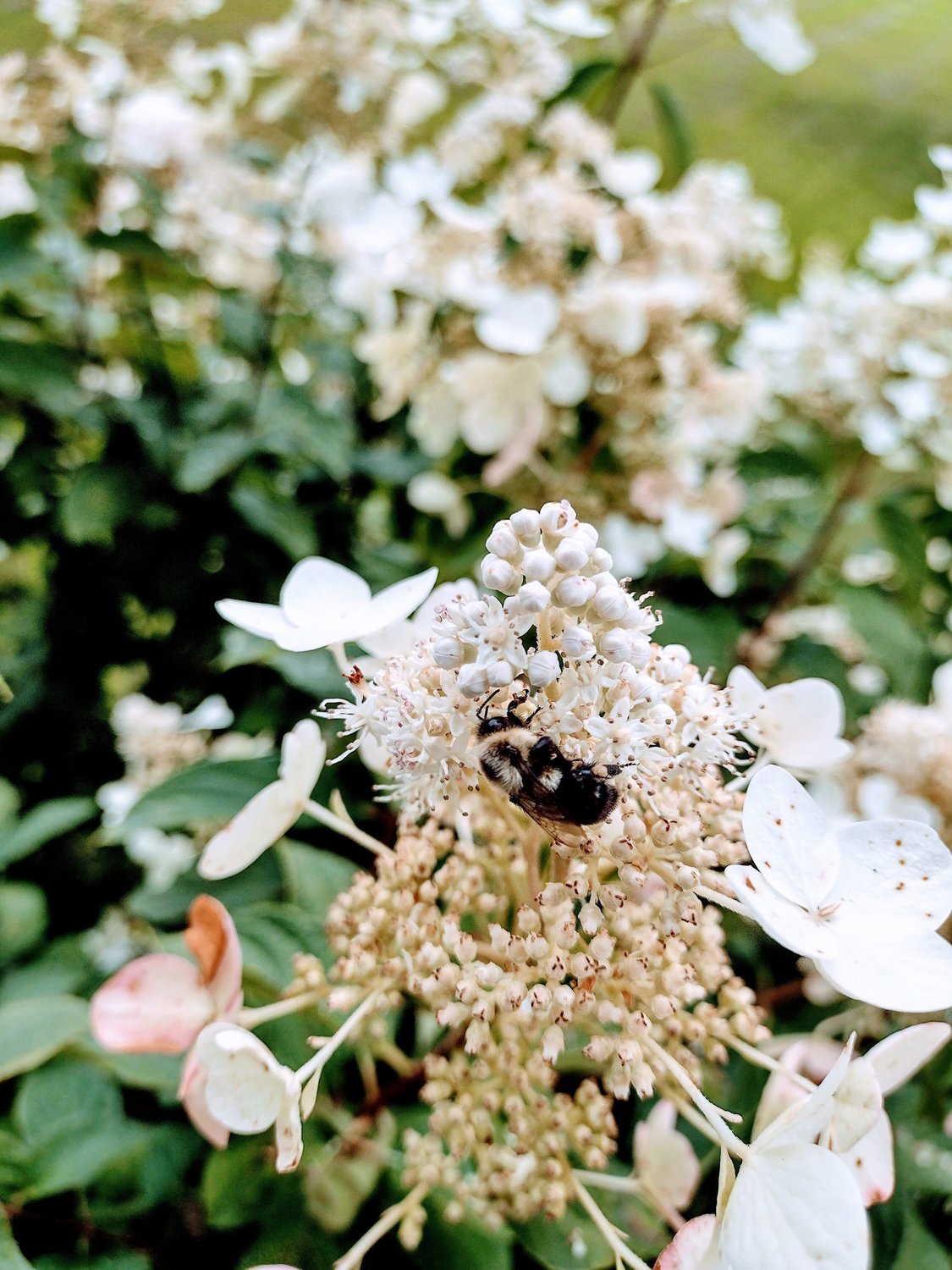Hydrangeas are versatile and grow larger each year. Here, a lucky bumblebee partakes in the blooms.